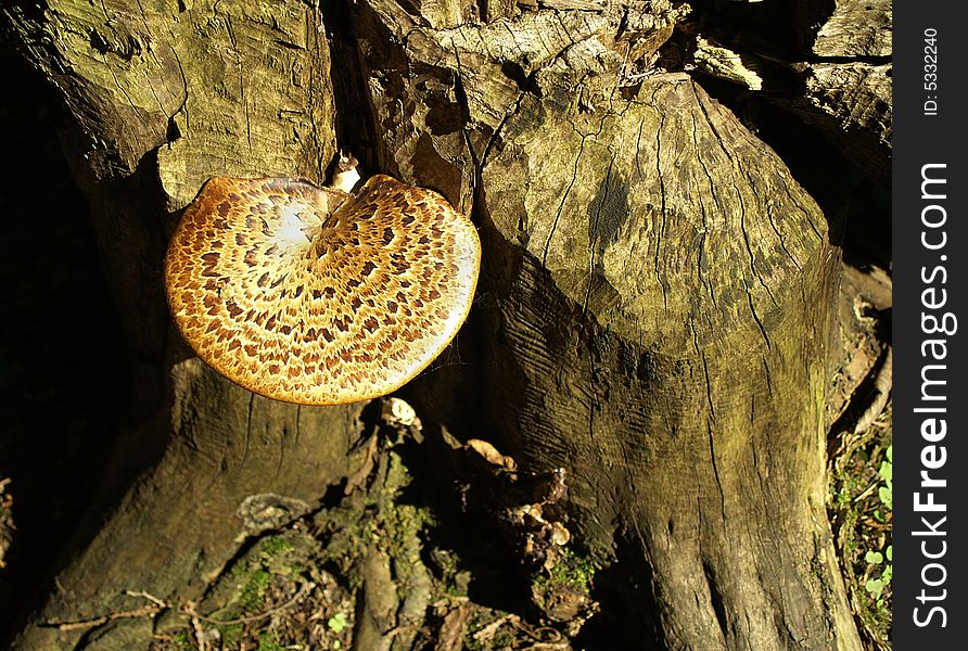 A pretty fungus growing on a beaver-chewed tree stump. A pretty fungus growing on a beaver-chewed tree stump.