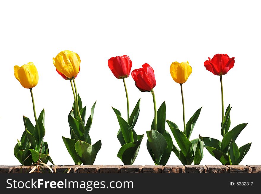 Yellow And Red Tulips In Line