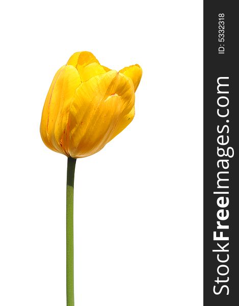 Yellow tulip isolated on a white background