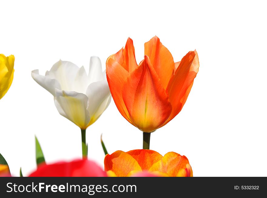 Tulips Isolated On White