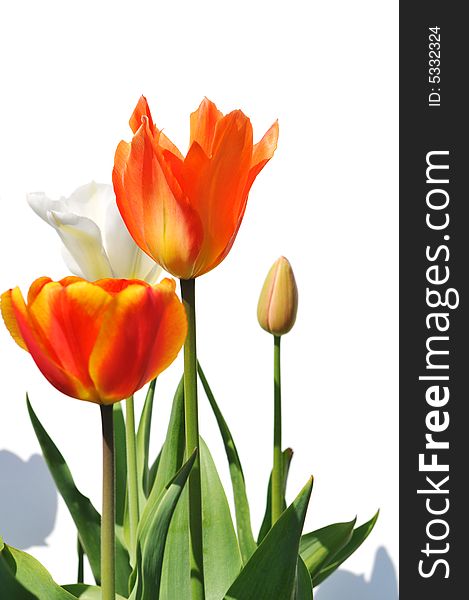 Tulips of different colors isolated on white. Tulips of different colors isolated on white
