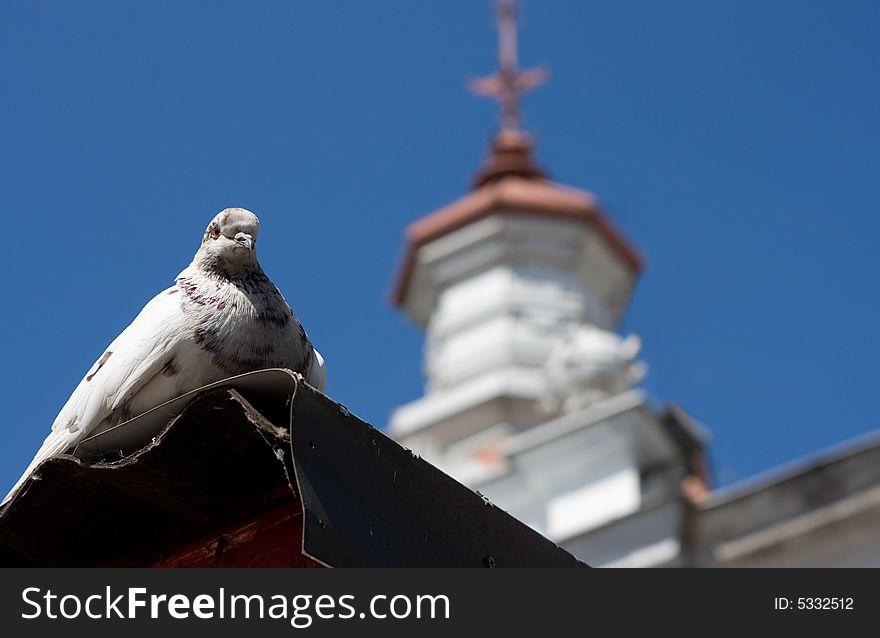 White Pigeon Near The Church