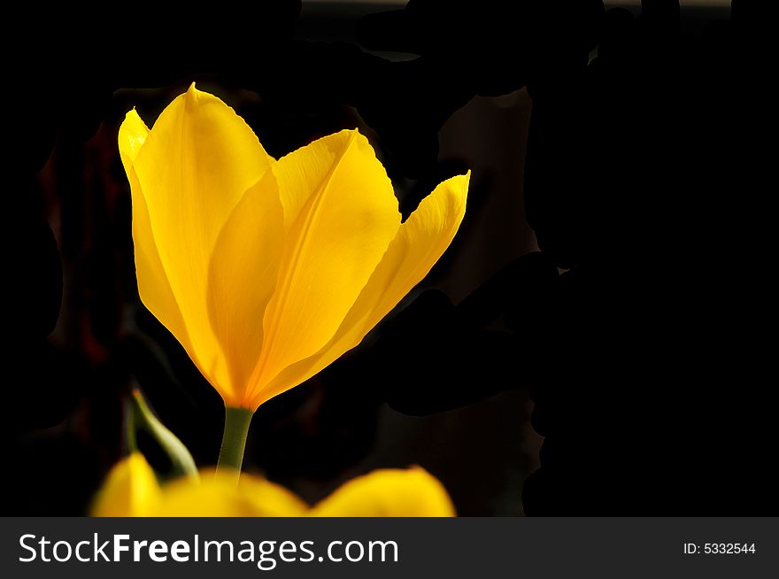 Yellow tulip against a black background