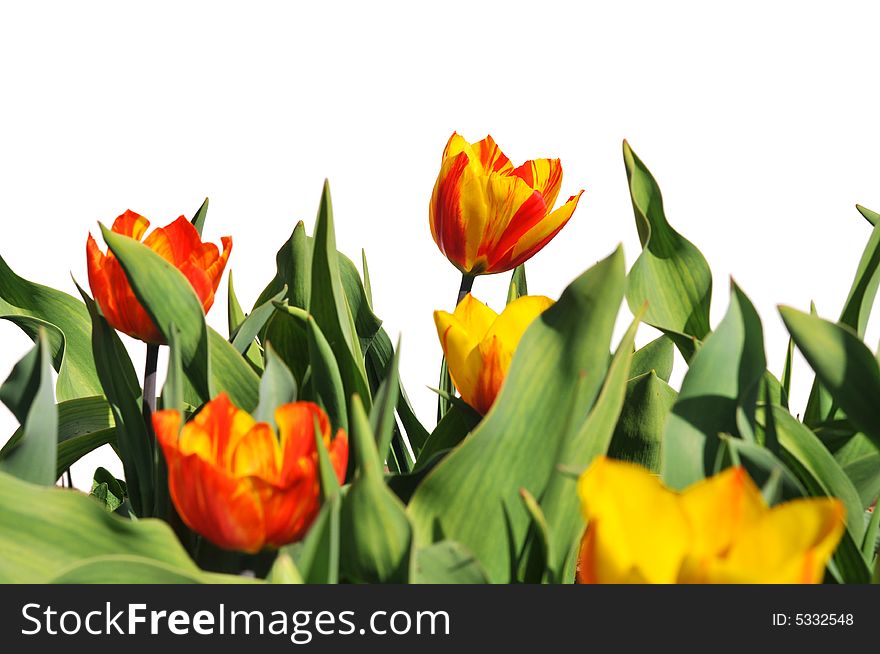 Red and yellow tulips isolated on white