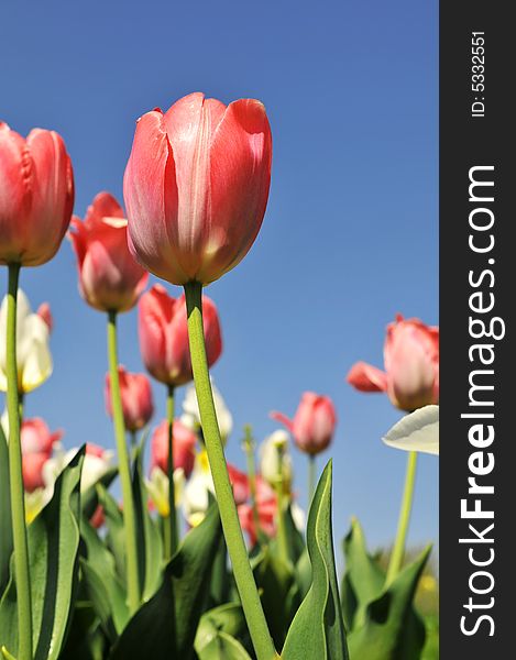 Tulips of various colors against a blue sky