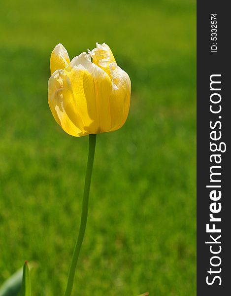 Yellow tulip against a green background