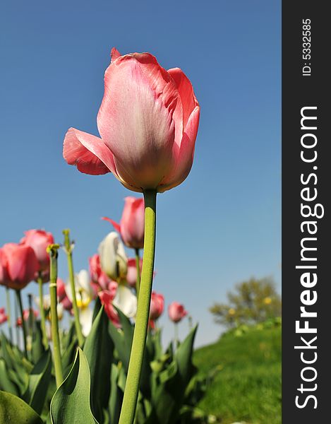 Tulips of various colors against a blue sky