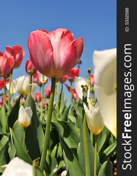 Tulips of various colors against a blue sky