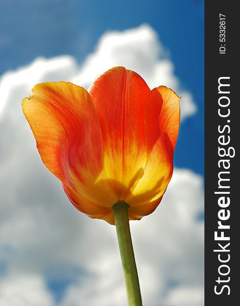 Vibrant Orange Tulip Against Blue Sky