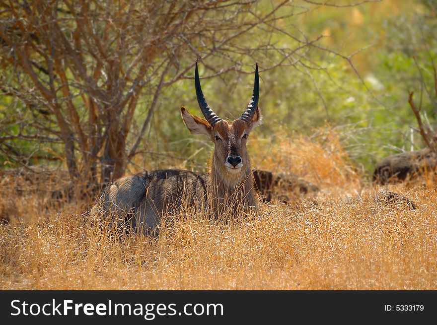 Waterbuck (Kobus ellipsiprymnus)