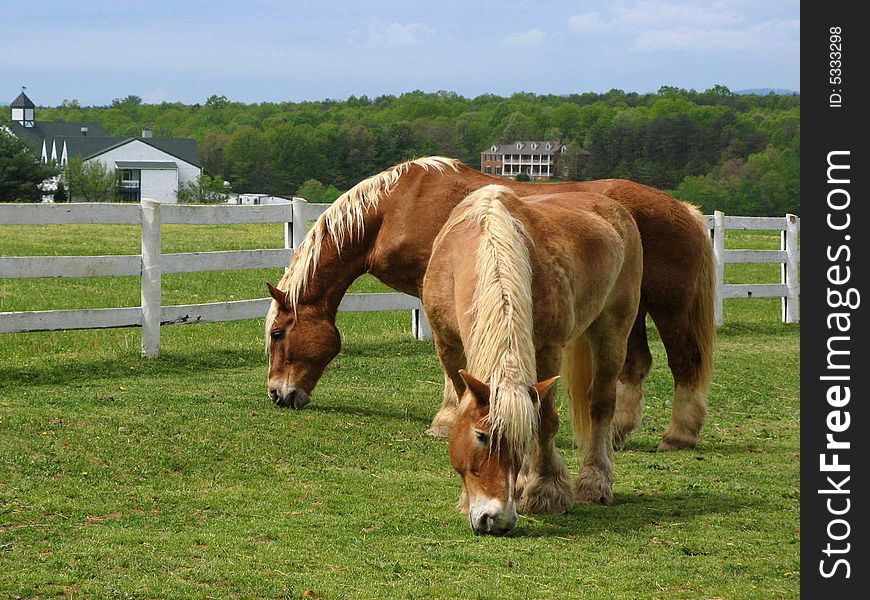Two horses grazing in a pasture. Two horses grazing in a pasture.