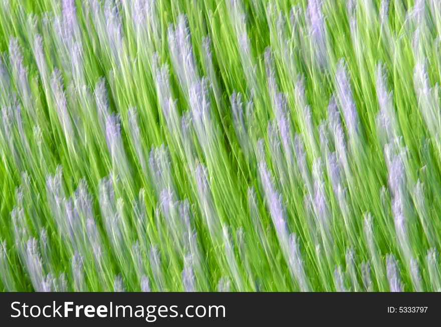 Motion blur of field of lavender creating abstract pattern. Motion blur of field of lavender creating abstract pattern