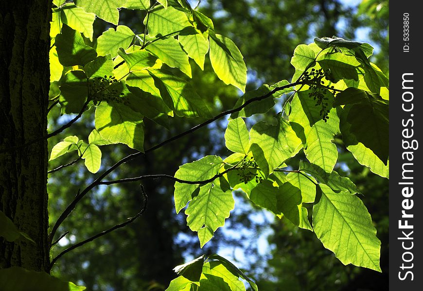 Leaves and Trunk