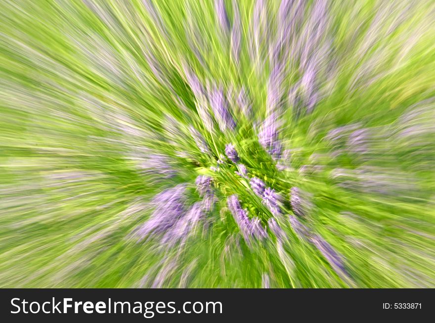 Motion blur of field of lavender creating abstract pattern. Motion blur of field of lavender creating abstract pattern