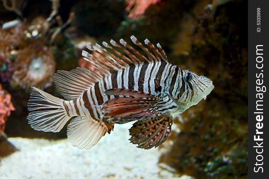 Portrait of nice lion fish. Portrait of nice lion fish