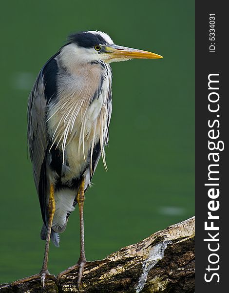 Grey Heron standing on a log