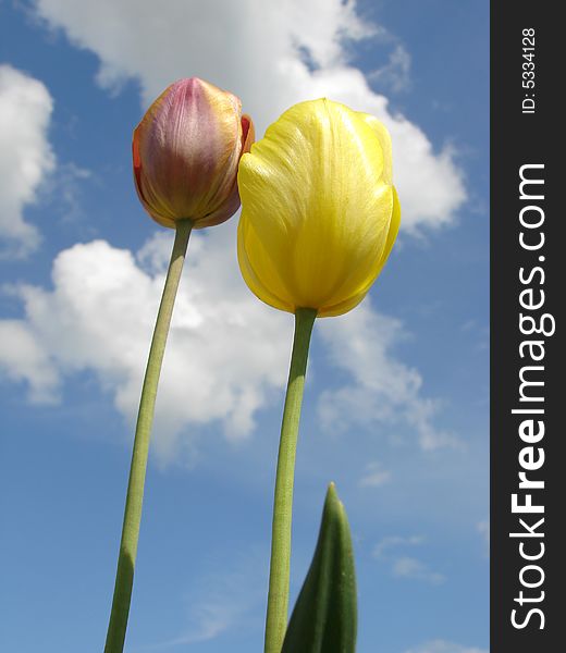 Two tulips against blue sky with clouds