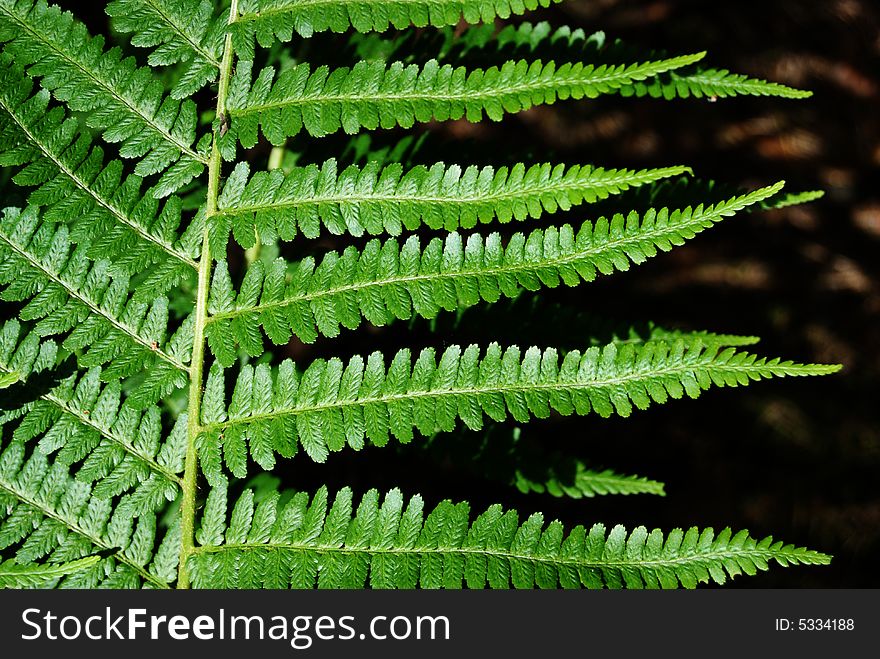 Sheet of fern - Dryopteris filix-max. Grows in the forests. Medical plant. Sheet of fern - Dryopteris filix-max. Grows in the forests. Medical plant.