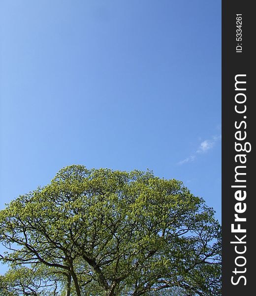 I took this picture on a warm sunny day in Ireland. Originally when I first seen this photo when I took it, I thought this could be perfect for a web design, the content being on the sky and the tree being a footer. I took this picture on a warm sunny day in Ireland. Originally when I first seen this photo when I took it, I thought this could be perfect for a web design, the content being on the sky and the tree being a footer.