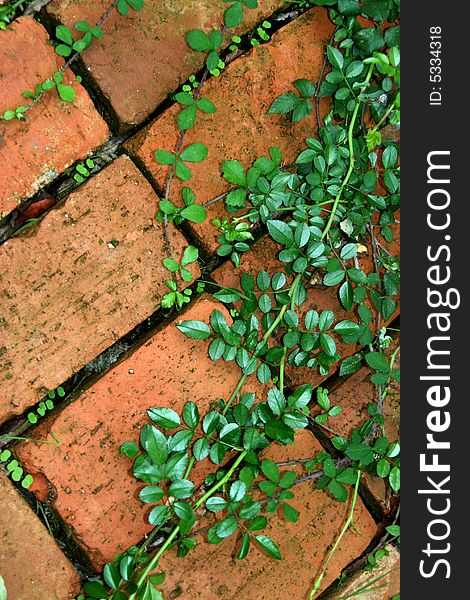 Ivy in a brick soil making a graphic background. Ivy in a brick soil making a graphic background