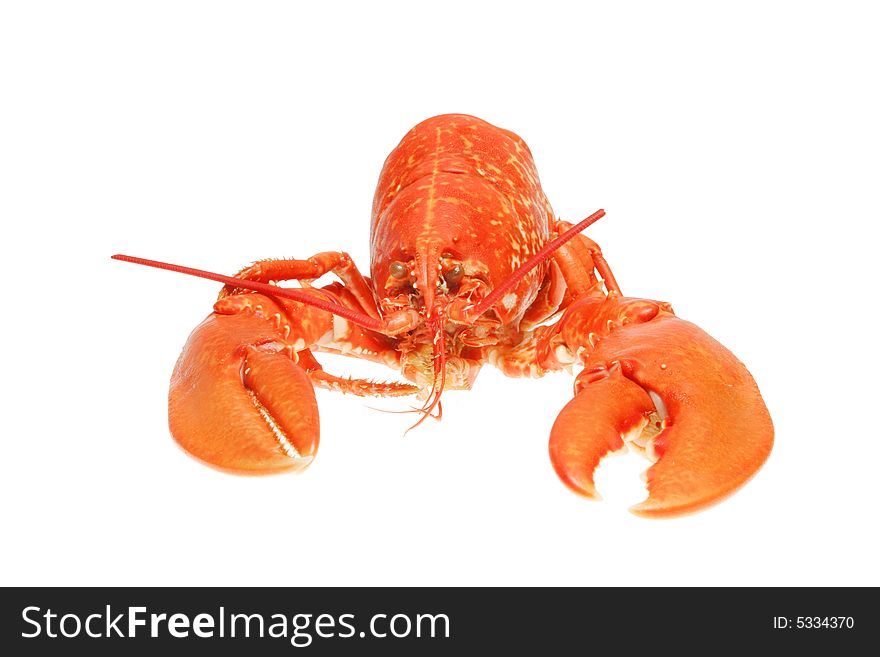 Front view of a lobster isolated on white. Front view of a lobster isolated on white