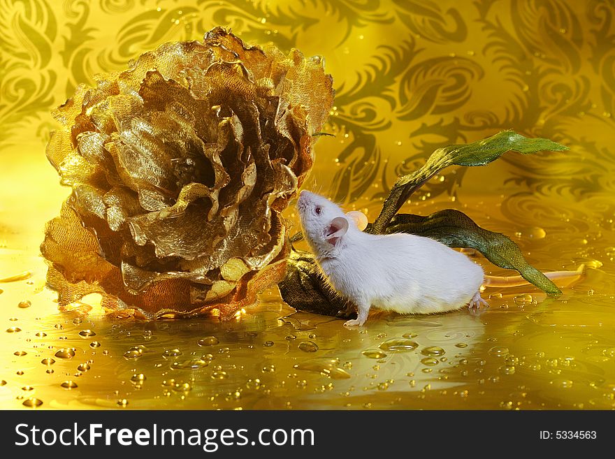 White mouse and golden flowers on yellow background. White mouse and golden flowers on yellow background