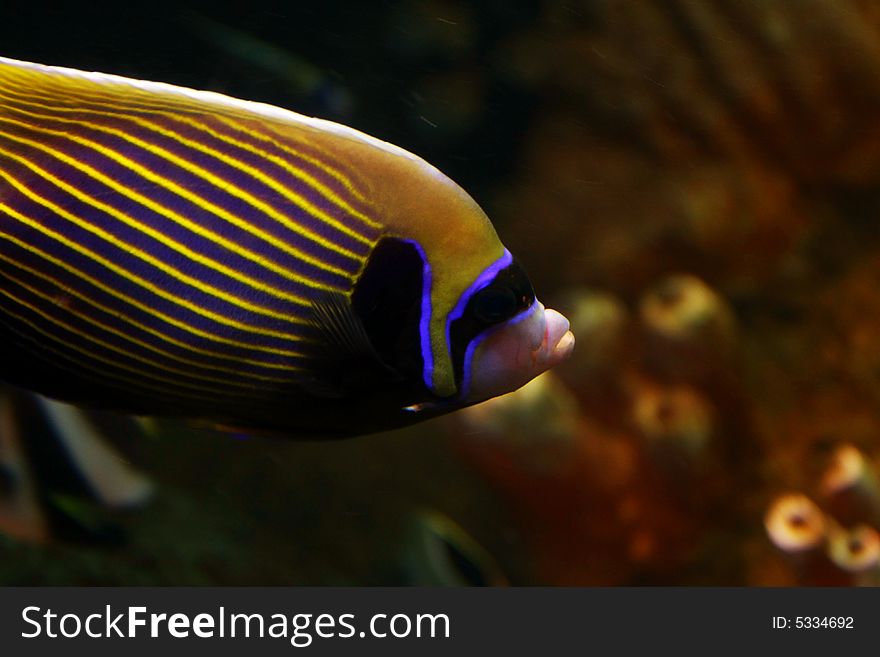 A colorful porgy fish in aquarium. A colorful porgy fish in aquarium