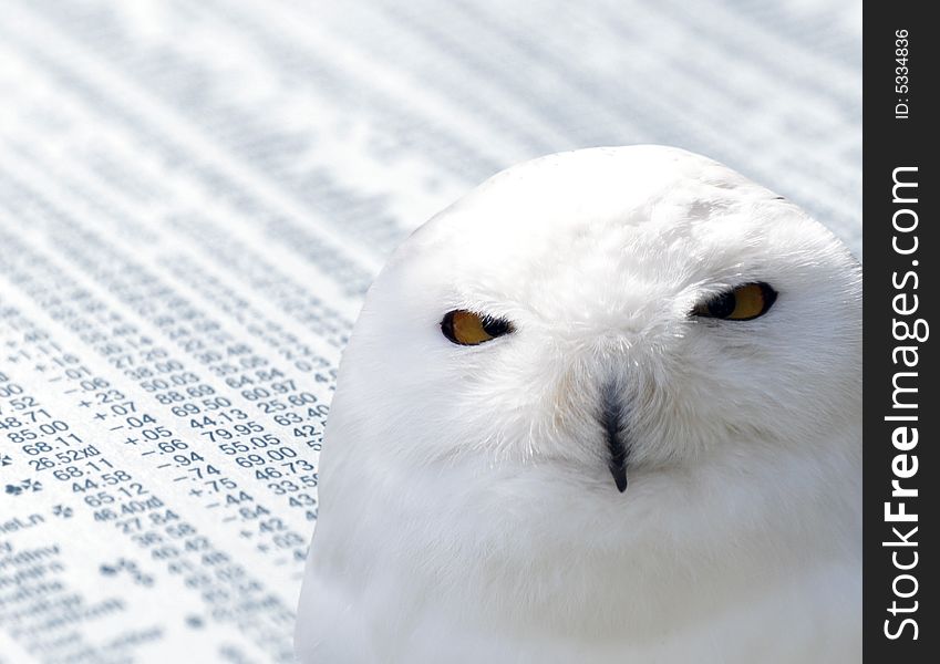 Close-up of snowy owl over financial newspaper. Close-up of snowy owl over financial newspaper