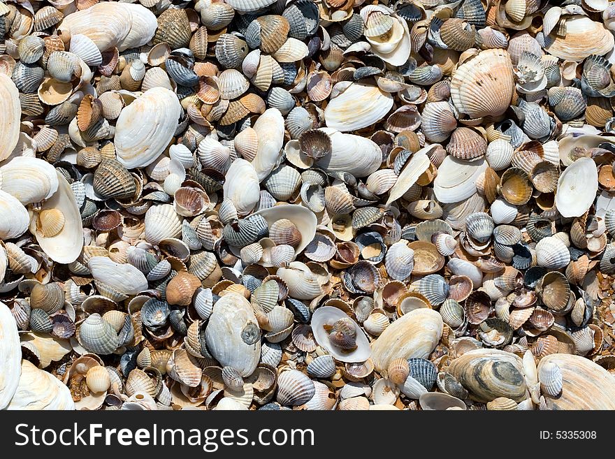 A seashell background texture at summer day. A seashell background texture at summer day