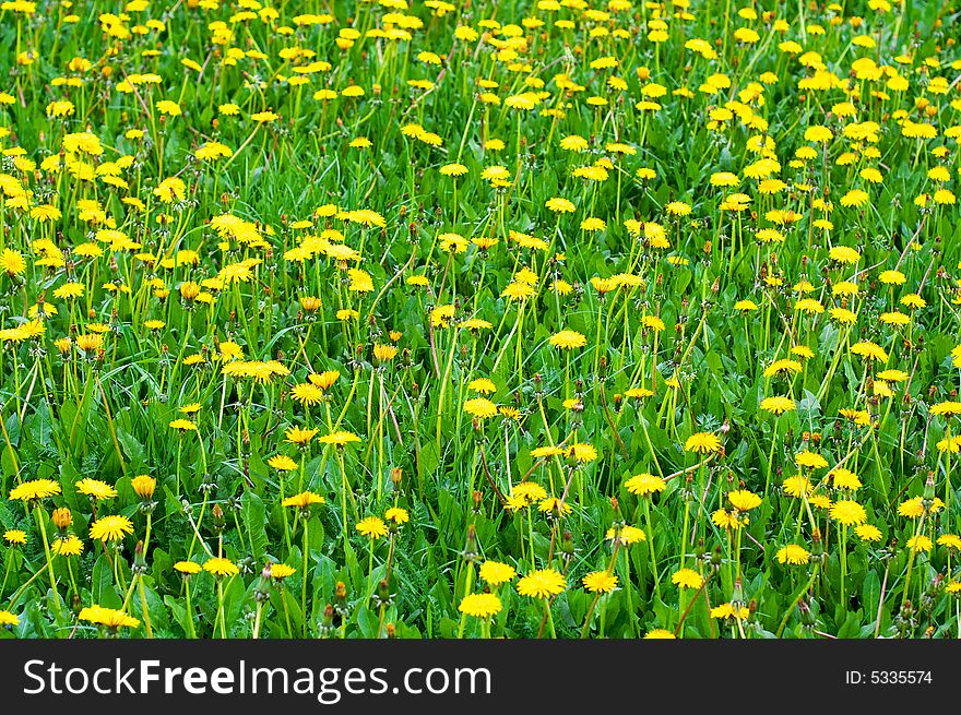 Green meadow with yellow dandelions. Green meadow with yellow dandelions