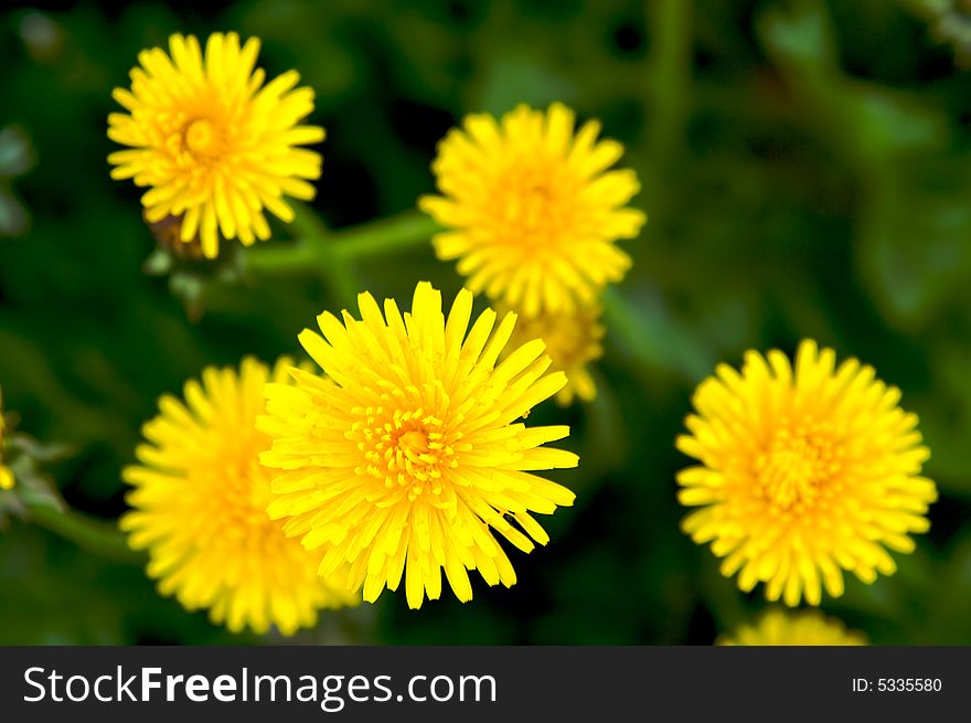 Meadow with yellow dandelions. Close-up