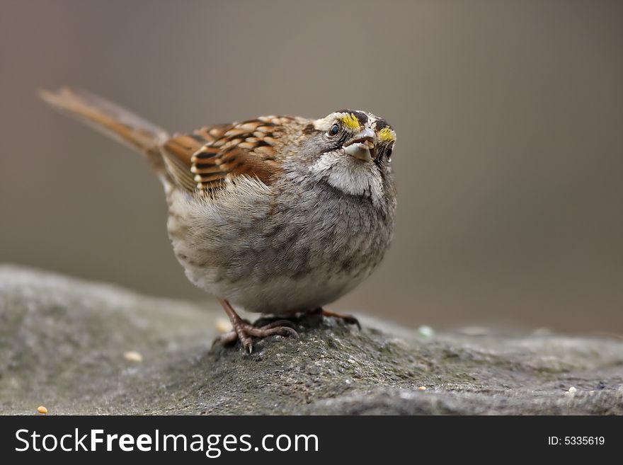 White-throated sparrow (zonotrichia aibicolis) posing on rock white feeding