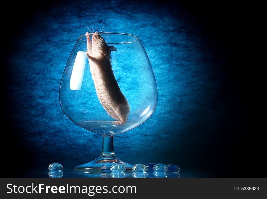 Mouse In Glass