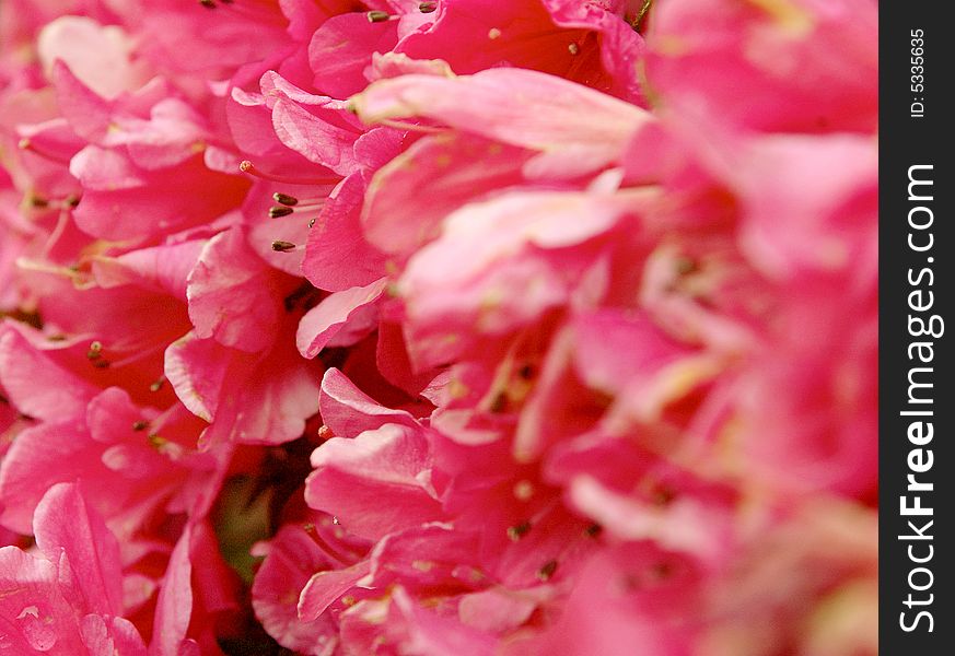 Macro of pink flowers on a garden