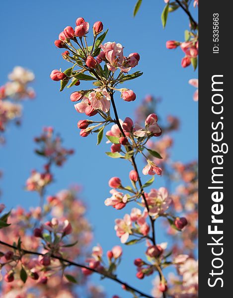 Apple Tree Blossoms Branch