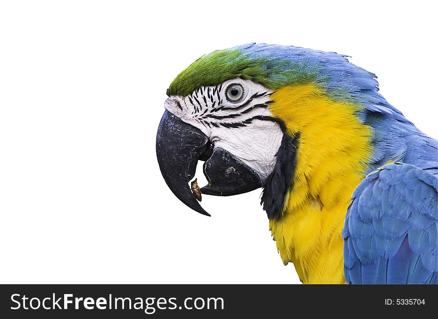 A blue and yellow macaw eating a peanut, isolated on white. A blue and yellow macaw eating a peanut, isolated on white