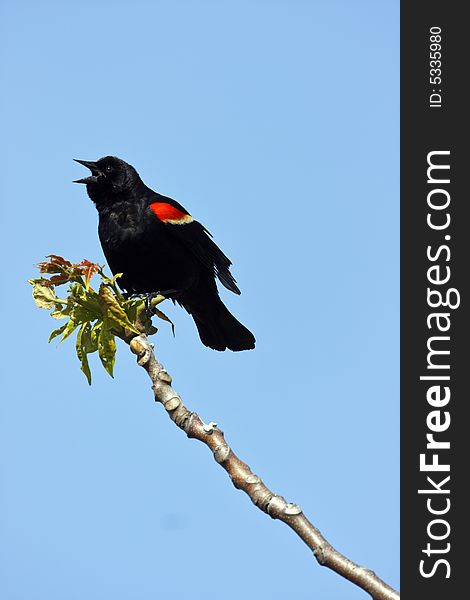 Red winged blackbird (Agelaius phoeniceus) calling in the early molrning against the blue sky