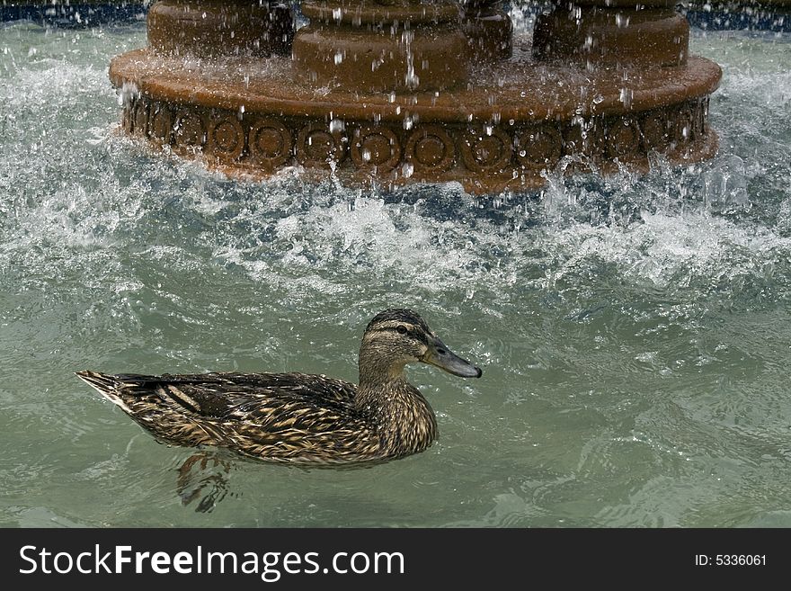 Mallard (Anus platyrbynchos)swimming in fountain