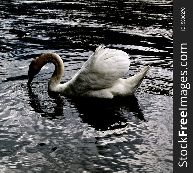 Mute swan on silver colour water - taken on lake garda - italy. Mute swan on silver colour water - taken on lake garda - italy