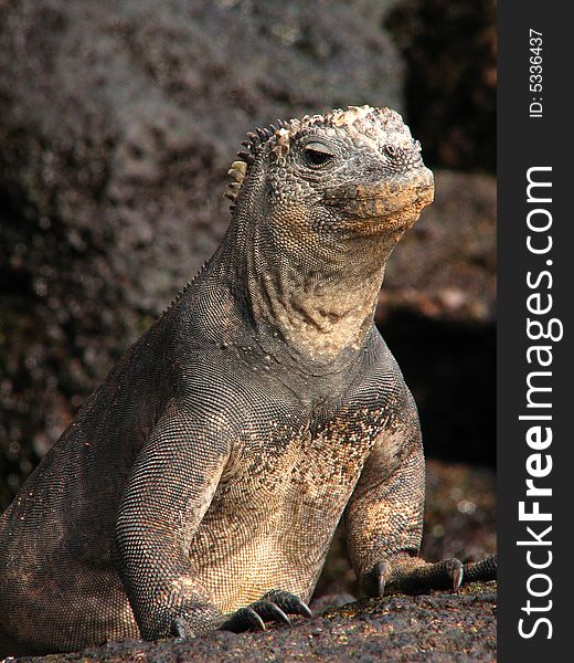 Marine iguana in the galapagos islands