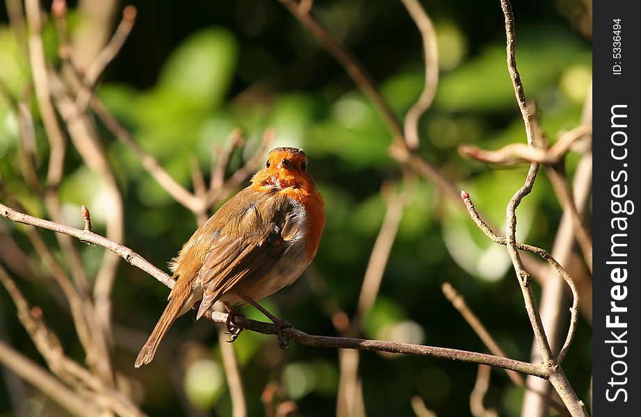 Red robin close-up, very sharp