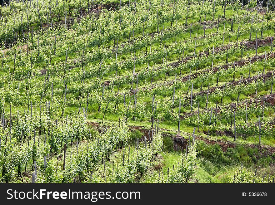 Vineyard in springtime, Piedmont hills, north Italy.