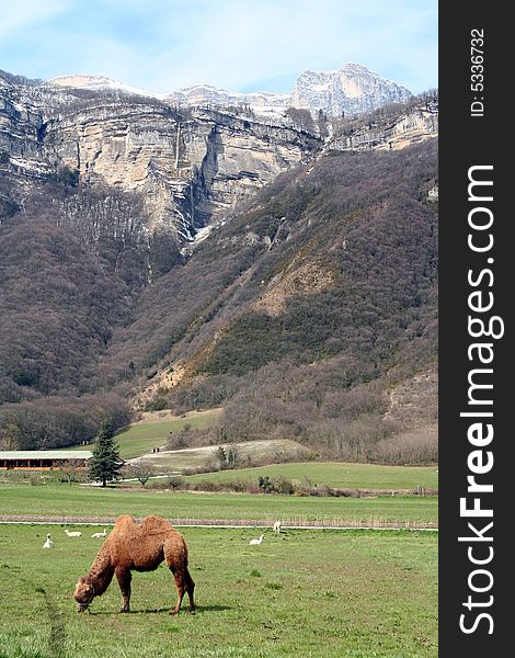 Circus animals in a field in lumbin, isere, france with the chartreuse mountains in the background. Circus animals in a field in lumbin, isere, france with the chartreuse mountains in the background