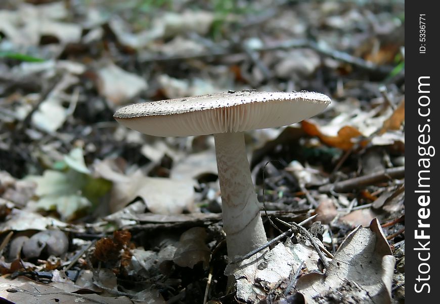Mushroom in the wild in a forest