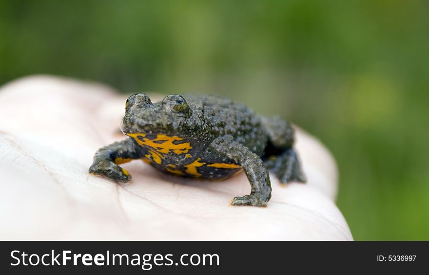 A frog found nearby a spring. A frog found nearby a spring