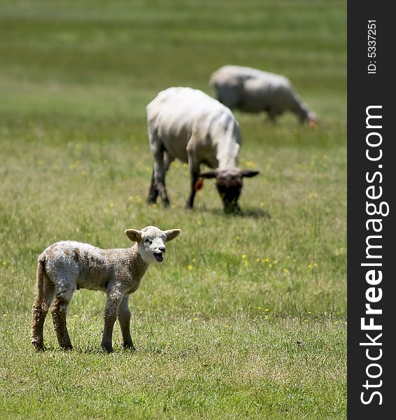 Baby sheep in a meadow trying to find it's mother. Baby sheep in a meadow trying to find it's mother.