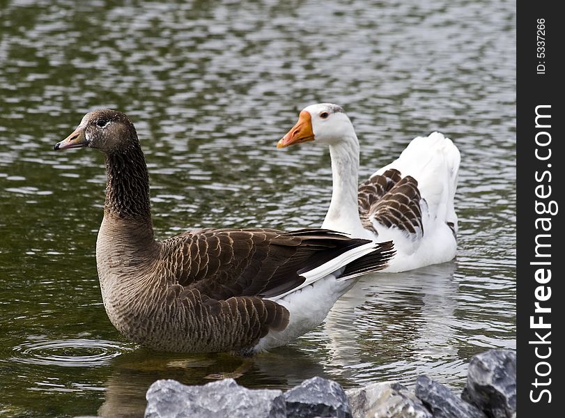 Two pretty geese in a pond.