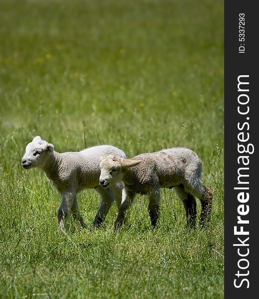 Two baby sheep walking through a grassy meadow.