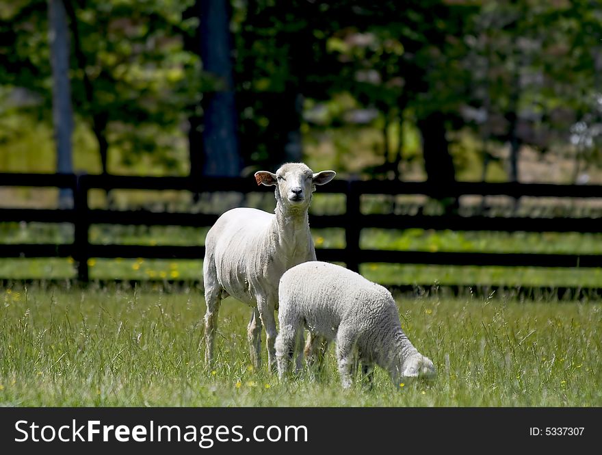 Baby sheep and mother standing in a grassy meadow. Baby sheep and mother standing in a grassy meadow.