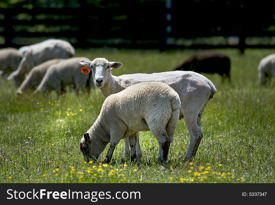 Baby sheep and mother standing and grazing in a grassy meadow. Baby sheep and mother standing and grazing in a grassy meadow.